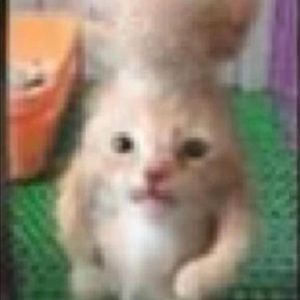 Meet your Posher, Dani